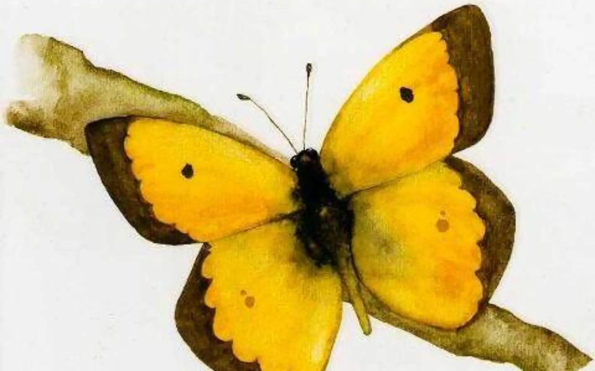 1_LAS MARIPOSAS DE CHOLULA